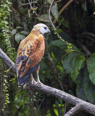 Black-collared Hawk (Busarellus nigricollis), Pacaya Samiria National Reserve, Yanayacu River, Amazon area, Peru