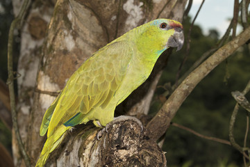 Festive amazon (Amazona festiva) in the rainforest, Pacaya Samiria National Reserve, Yanayacu...