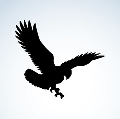 Eagle. Vector drawing