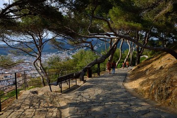 Pine tree alley near sea coast in Spain