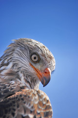 Falke