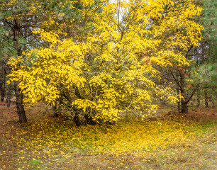 beautiful yellow tree, autumn  in the forest