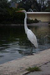 Ave blanca al borde de lago