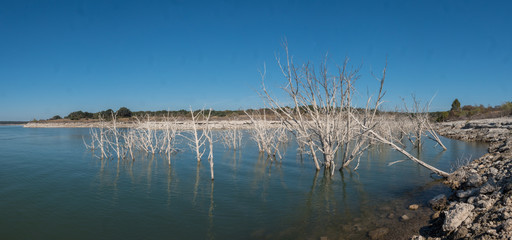 Panoramic of Large Lake with White Trees Poking Out of the Water