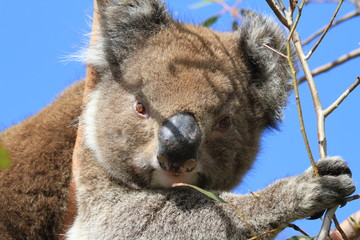 Closeup of wild koala looking into camera