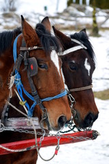 Obraz premium Horses in the snow