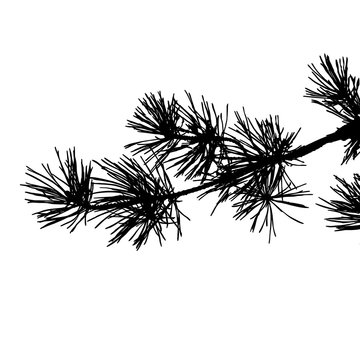 Realistic pine tree silhouette (Vector illustration).ai10