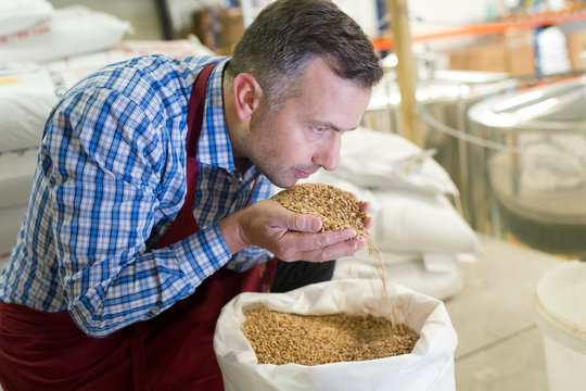 quality control manager smelling the grains from the sack