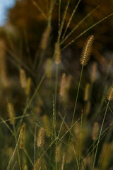 Fototapeta premium Garden 