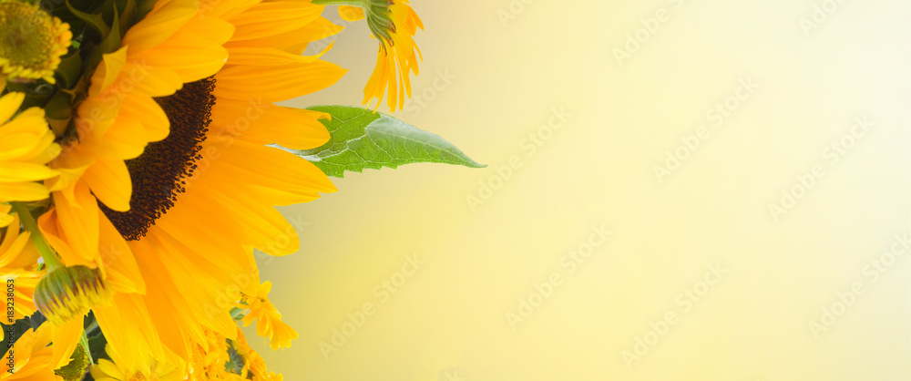 Wall mural flowers garden with sunflowers and calendula flowers close up banner