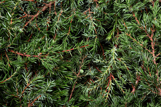 Creeping juniper.Texture. Background. Green leave texture.Nature layout