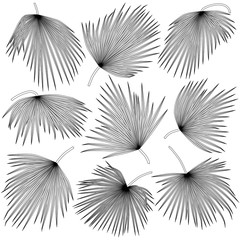black and white contours of palm leaves trachycarpus