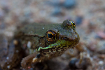 Frog Prince