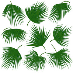 Obraz premium green palm leaves trachycarpus