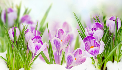 spring crocuses flowers under snow on bokeh background banner