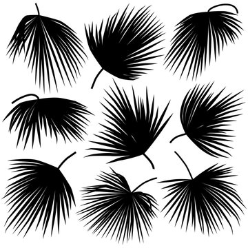 black leaves of palm trachycarpus
