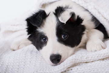 Border Collie Welpe
