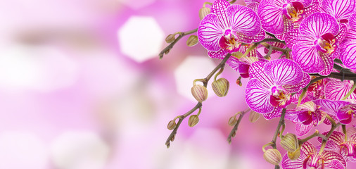 violet in stripes orchids banner with bokeh background