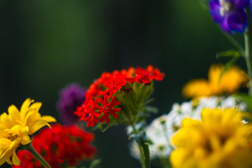 a bouquet of bright spring flowers of various types