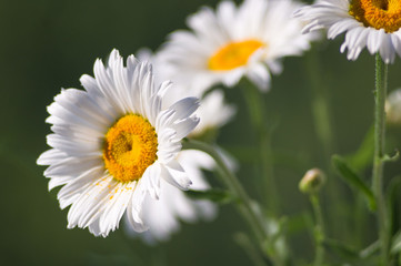 Obraz premium Blooming camomile, selective focus