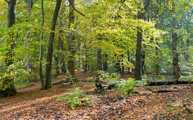 Obraz premium Typical British birch woodland in autumn
