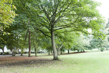 A green tree in the park