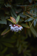 Berberis julianae