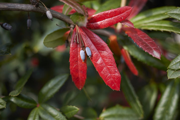 Berberis julianae