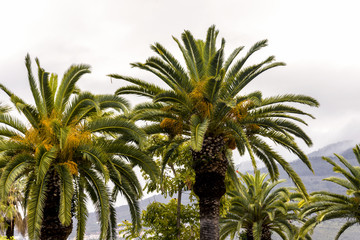 Fototapeta na wymiar Copas de palmeras