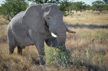 Afrikanischer Elefant / Etosha Nationalpark, Namibia