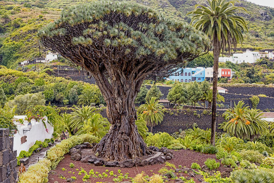 Drago Milenario en el Icod de los Vinos