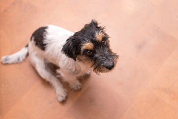 Cute Jack Russell Terrier dog is sitting on the floor