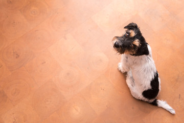 Cute Jack Russell Terrier dog is sitting on the floor