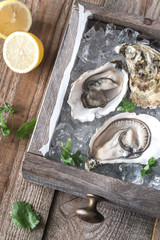 Raw oysters in the wooden box