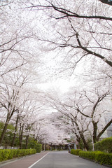 国立オリンピック記念青少年総合センターの桜並木