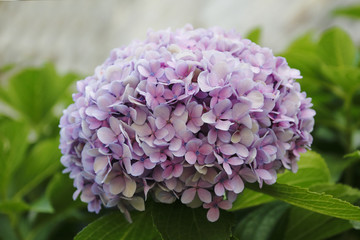 Hortensie Blüte in Lila, pink, blau