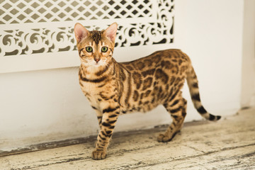 Portrait of a cute bengal cat standing on the floor looking at camera in studio