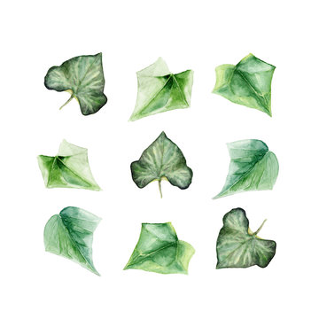 A set of hand painted watercolor illustrations of ivy leaves on white