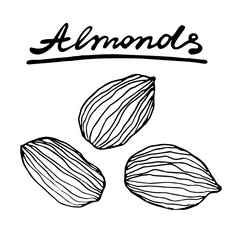 Almond nuts. Vector hand drawn graphic illustration.