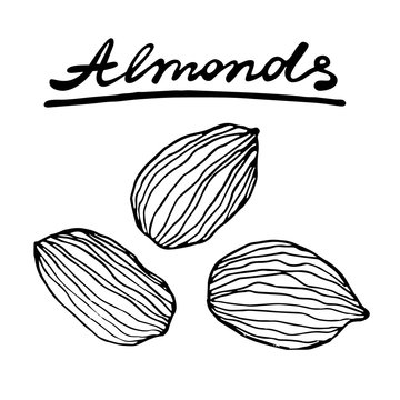 Almond nuts. Vector hand drawn graphic illustration.