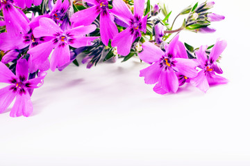 close-up of Phlox on white background with copy space. macro spr