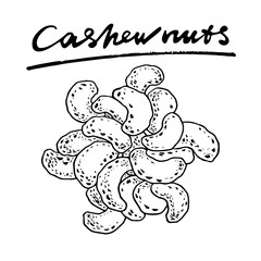 Cashew nuts. Vector hand drawn graphic illustration.