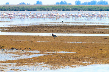 Flock of pink flamingos.Po river lagoon