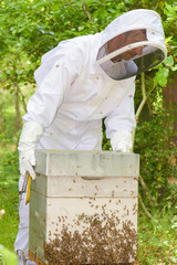 Man working on beehive