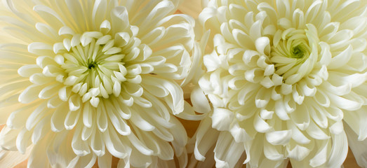 Chrysanthemums Background