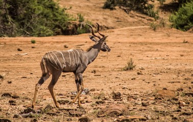 Tragelaphus Imberbis - antilope striata nella savana