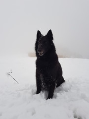 BELGIAN SHEPHERD AT SNOW