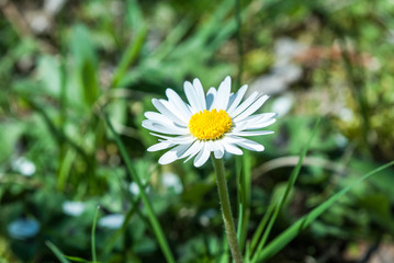 Daisy flower close up on a spring day in nature