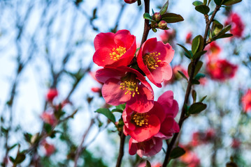Flower of Chaenomeles japonica in nature, the background is blurred