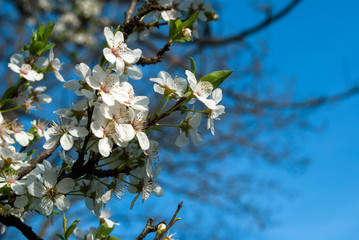 Flowers of cherry on a spring day in garden, background is blurred